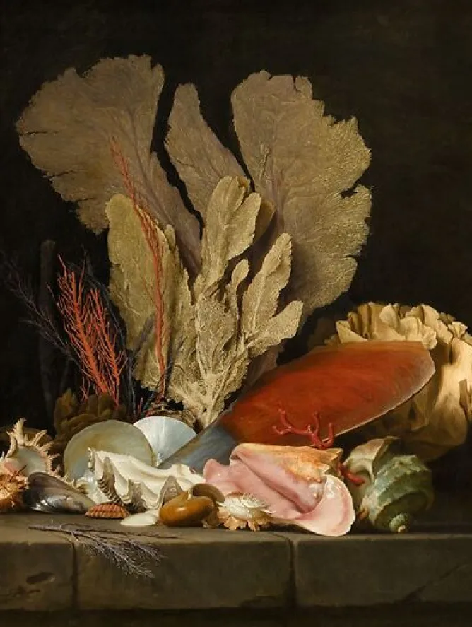 Boutiques de musées Panaches de mer, lithophytes et coquilles (panneaux acryliques) New