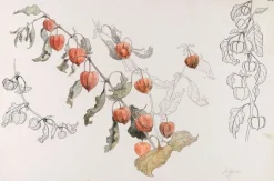 Panneaux Aluminium|Panneaux Acryliques<Boutiques de musées Physalis (panneaux aluminium)
