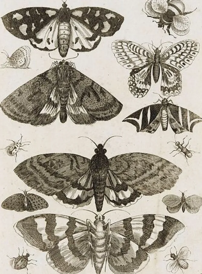 Boutiques de musées Planche d'insectes (panneaux aluminium) Online