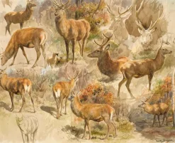Boutiques de musées Quinze études de cerf (toiles encadrées) Sale