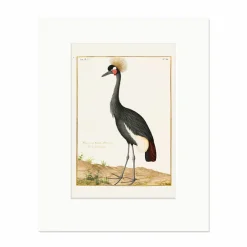 Affiches Et Reproductions<Boutiques de musées Reproduction sous Marie-Louise Nicolas Robert - Grue couronnée