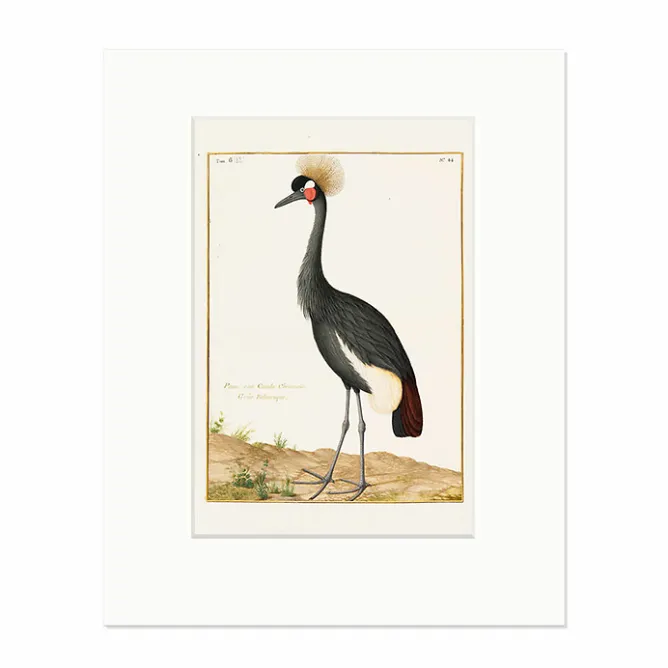 Affiches Et Reproductions<Boutiques de musées Reproduction sous Marie-Louise Nicolas Robert - Grue couronnée