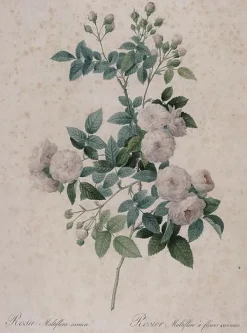 Panneaux Aluminium|Panneaux Acryliques<Boutiques de musées Rosier multifleurs à fleurs carnées (panneaux aluminium)