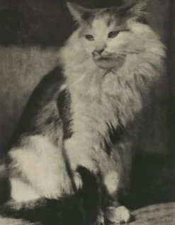Boutiques de musées The Cat (toiles sur châssis) Hot