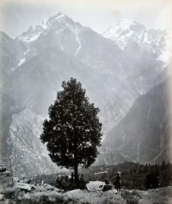 Toiles Encadrées|Affiches D'Art Encadrées<Boutiques de musées The edible Pine (Pinus Gerardiana) near Chini [Himachal Pradesh. Pin], 1863-1870 (toiles encadrées)