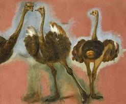 Affiches D'Art|Toiles Sans Cadre<Boutiques de musées Triple étude d'une autruche (affiches d'art)