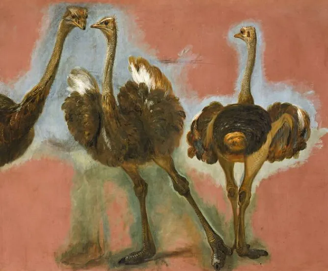 Boutiques de musées Triple étude d'une autruche (affiches d'art encadrées) Outlet