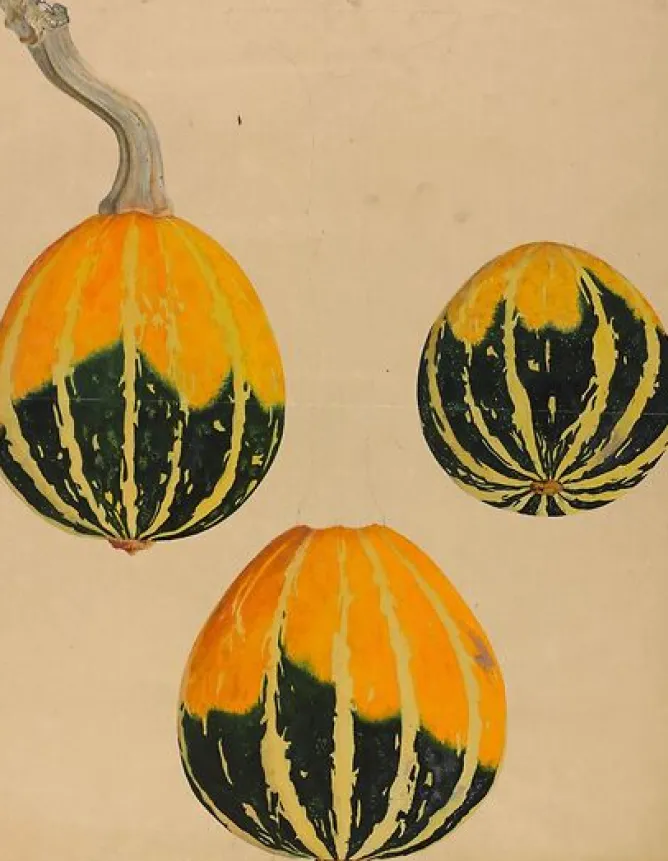 Toiles Sans Cadre|Affiches D'Art Encadrées<Boutiques de musées Trois études de courge - Cucurbita (toiles sans cadre)