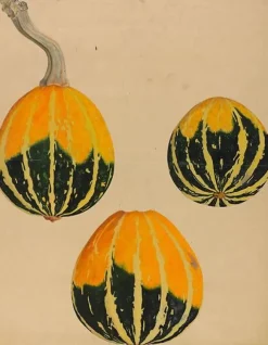 Boutiques de musées Trois études de courge - Cucurbita (panneaux aluminium) Sale