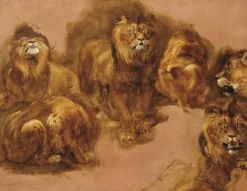 Boutiques de musées Étude de lions et de lionnes (panneaux acryliques) New