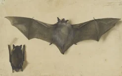 Boutiques de musées Une chauve-souris les ailes déployées, une autre les ailes repliées (affiches d'art)