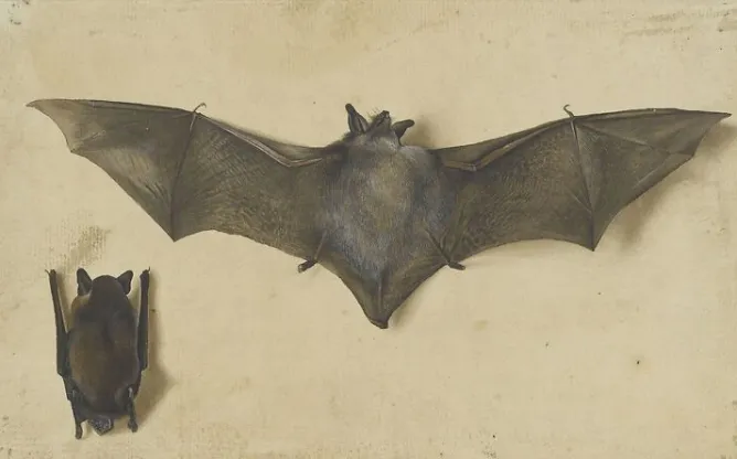 Boutiques de musées Une chauve-souris les ailes déployées, une autre les ailes repliées (affiches d'art)