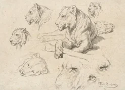Toiles Encadrées|Toiles Sans Cadre<Boutiques de musées Une lionne couchée et études de sa tête et de ses yeux (toiles encadrées)