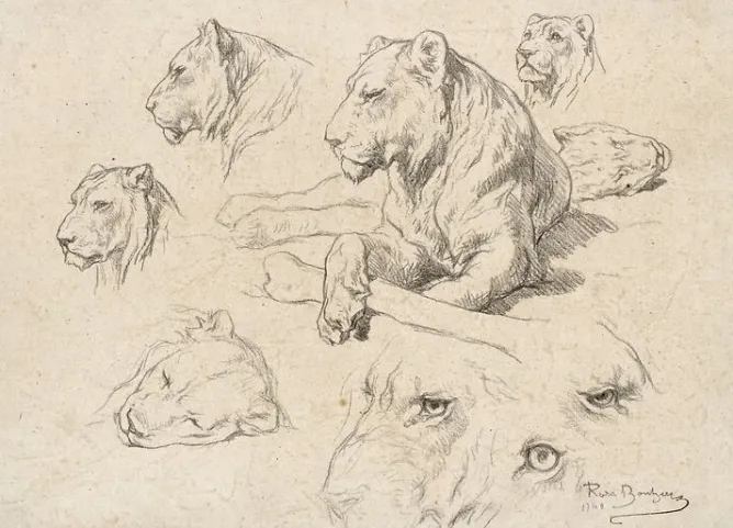 Toiles Encadrées|Toiles Sans Cadre<Boutiques de musées Une lionne couchée et études de sa tête et de ses yeux (toiles encadrées)