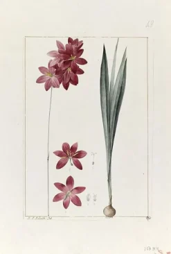Toiles Encadrées|Affiches D'Art Encadrées<Boutiques de musées Une plante du jardin de Cels : ixia flilformis (toiles encadrées)